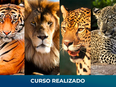 felinos