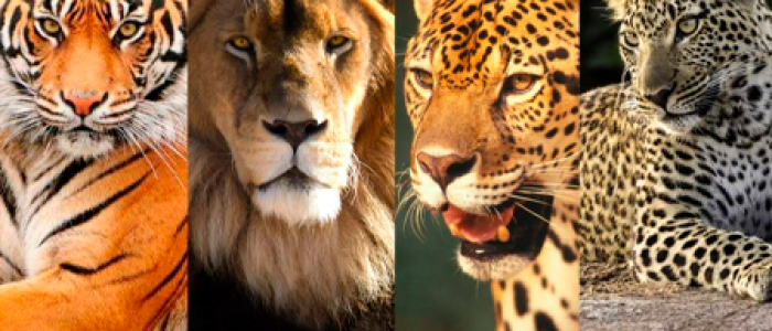 felinos